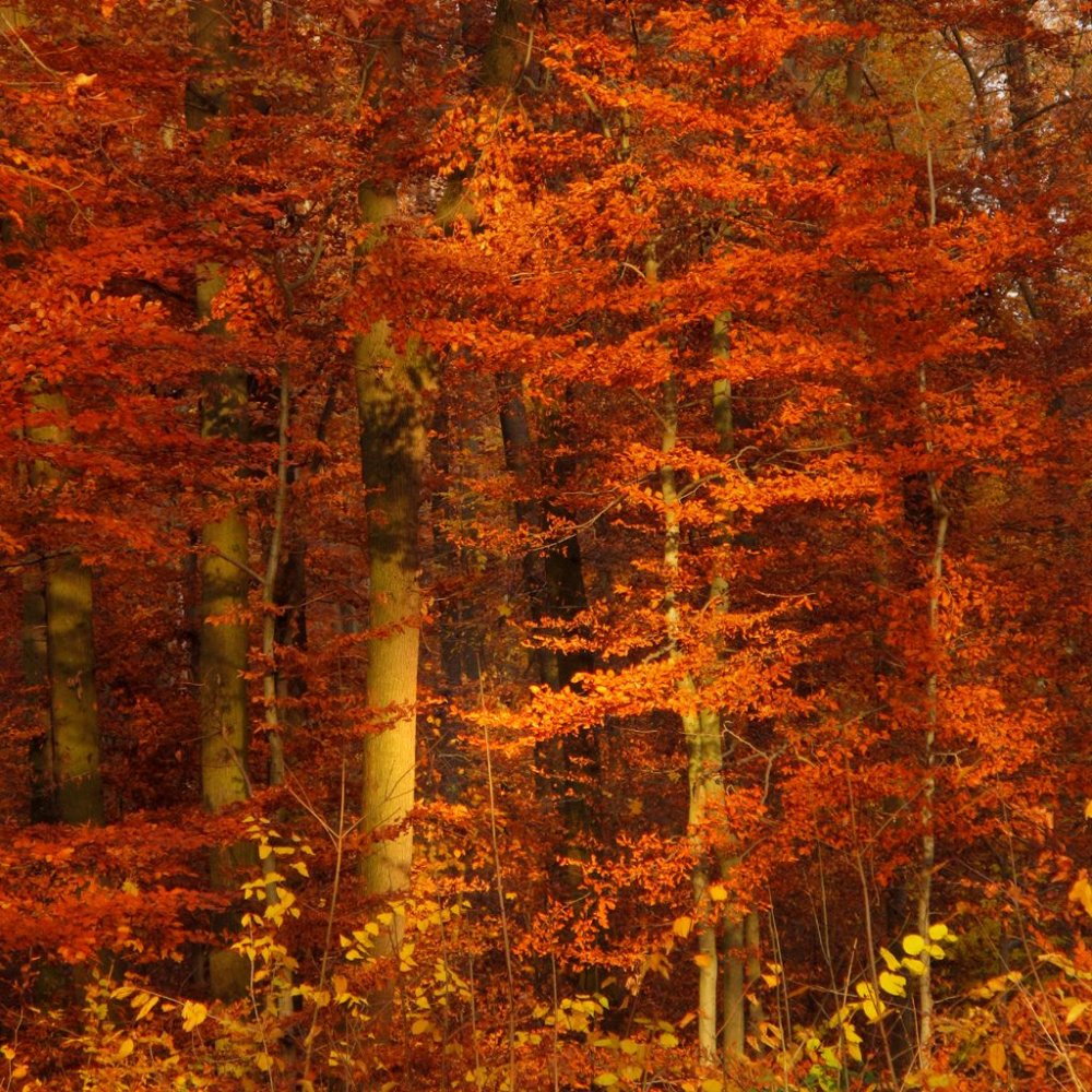 Осенний рыжий лес