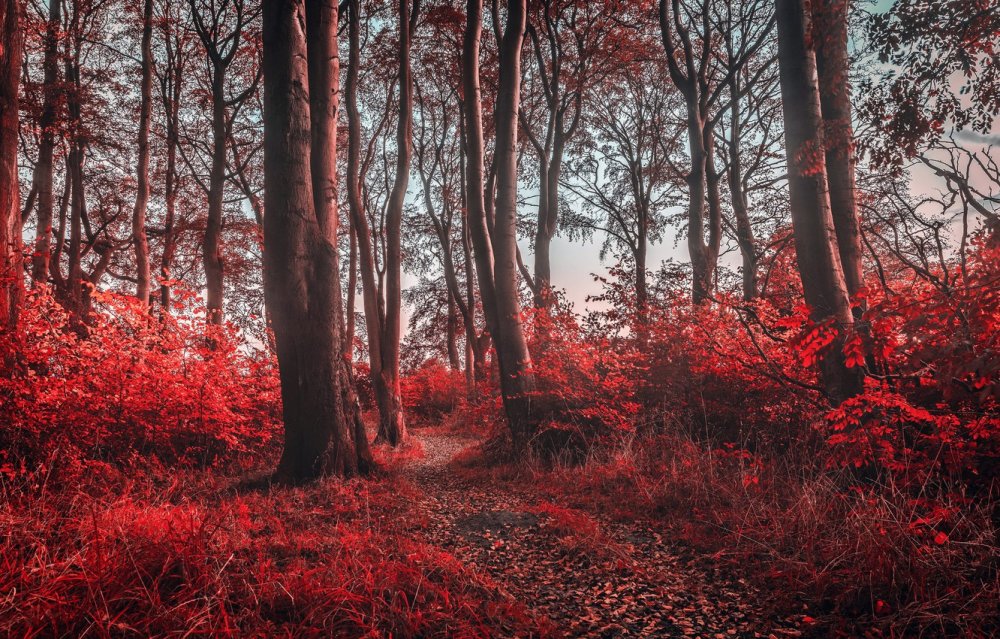 Красивый красный лес