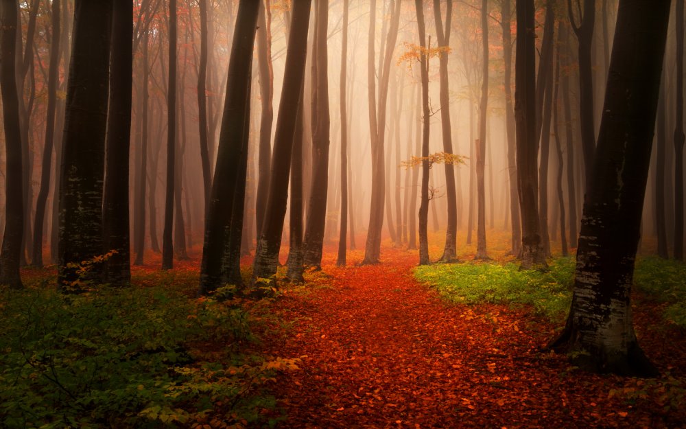 Осень лес поход