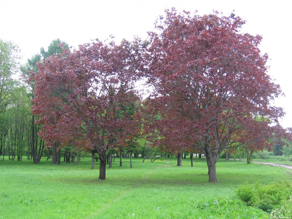 Тульский парк краснолистный дуб