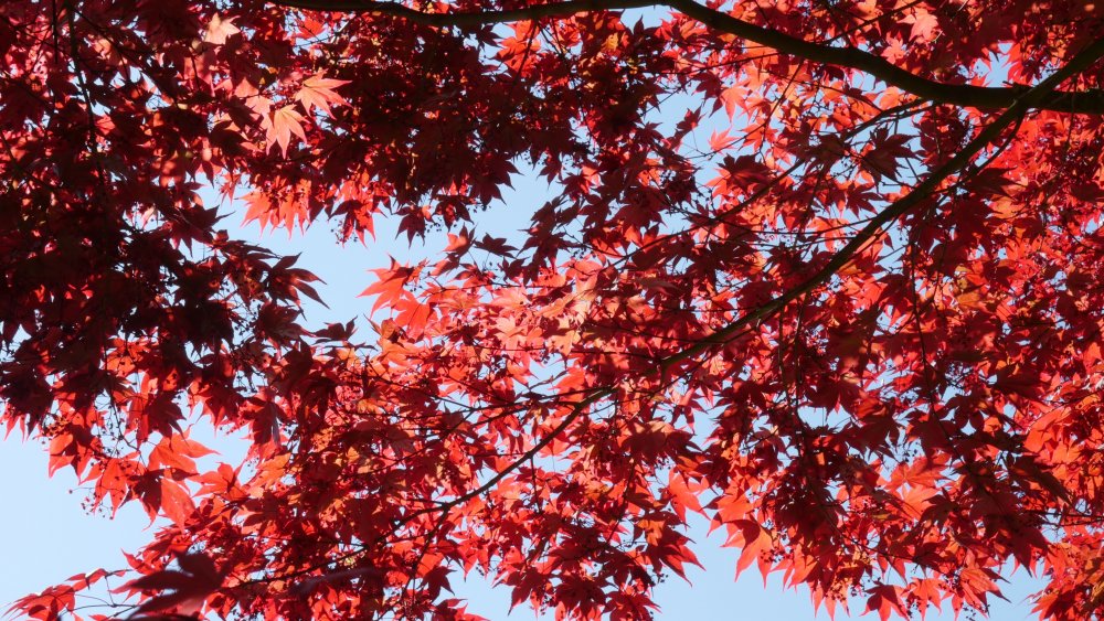 Acer rubrum 'Summer Red'