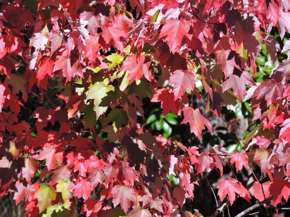 Клен красный (Acer rubrum) Summer Red,