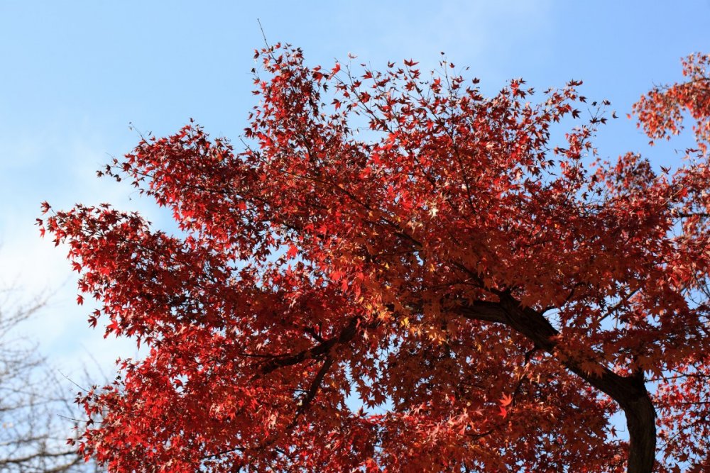 Acer rubrum 'autumn Flame'