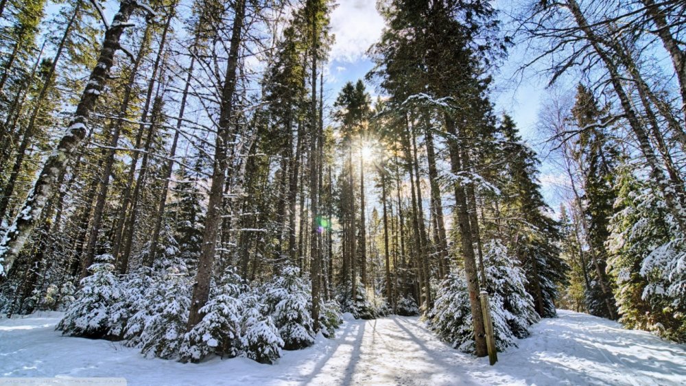 Природа хвойные леса зимой