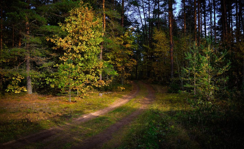 Густые леса Белоруссии
