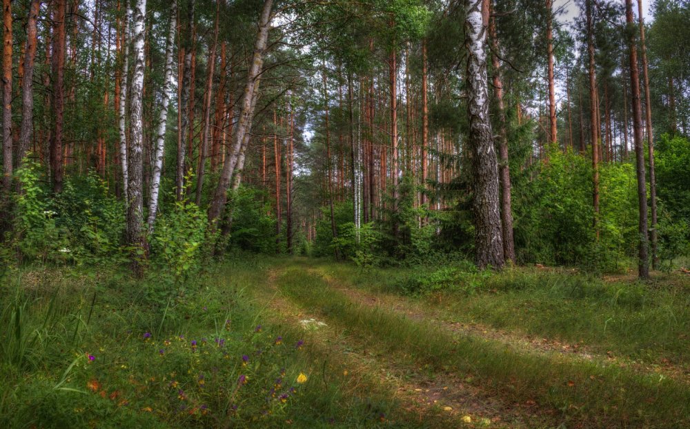 Белорусские леса фото