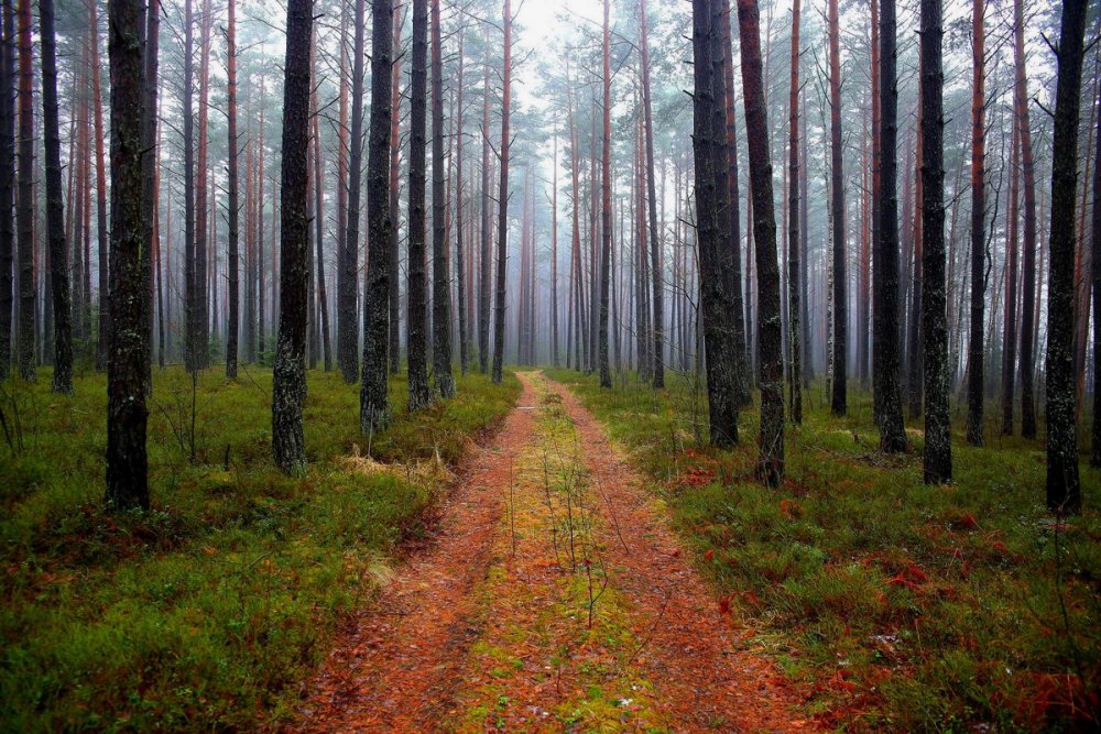 Белорусский Сосновый лес