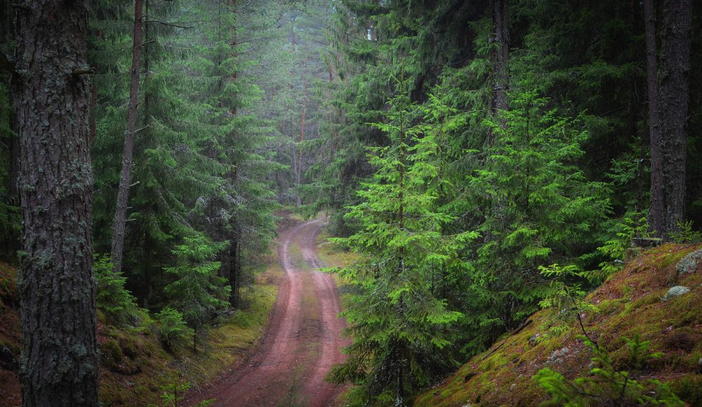 Леса Белоруссии фото