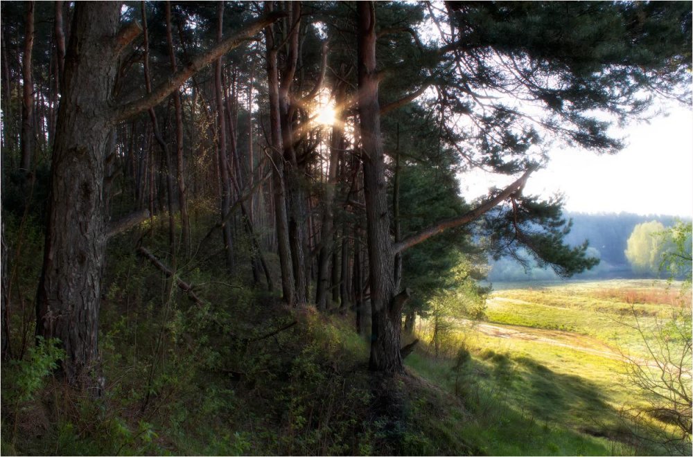 Белоруссия фото природы лес