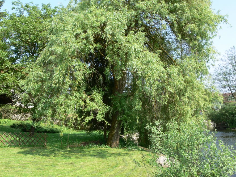Ива вечнозеленое дерево
