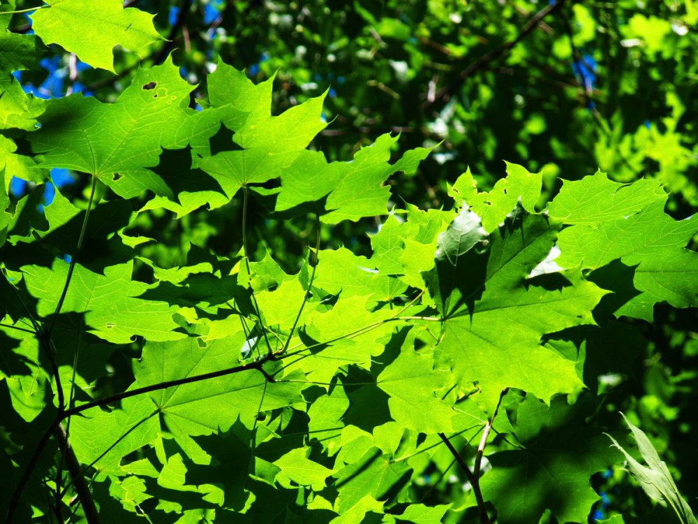 Клен канадский остролистный лист