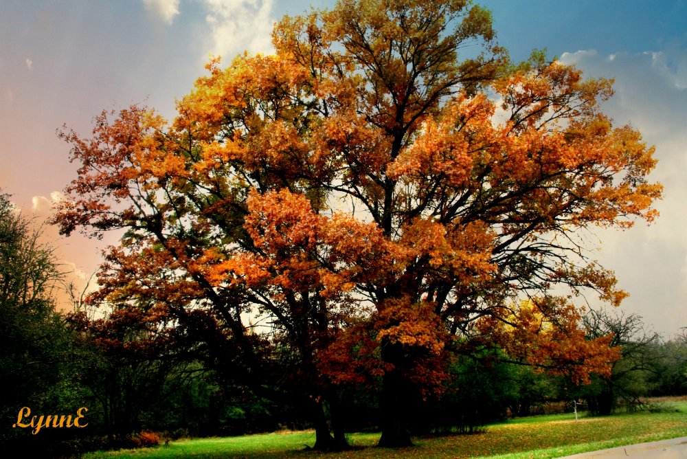 Карагач дерево осенью