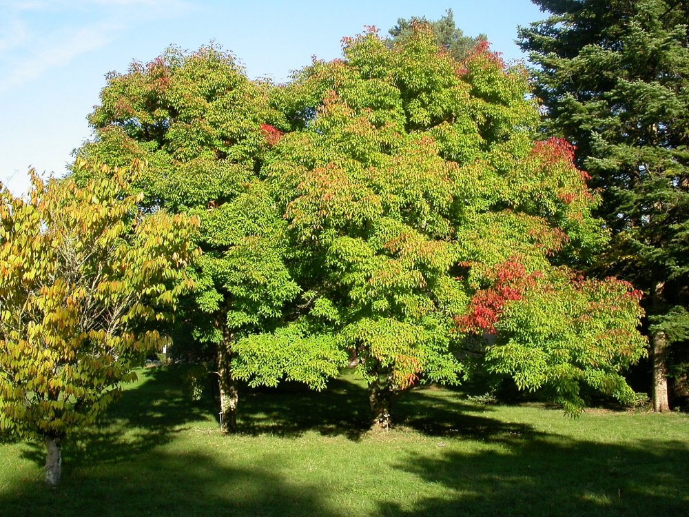 Клен трехцветковый (Acer triflorum)