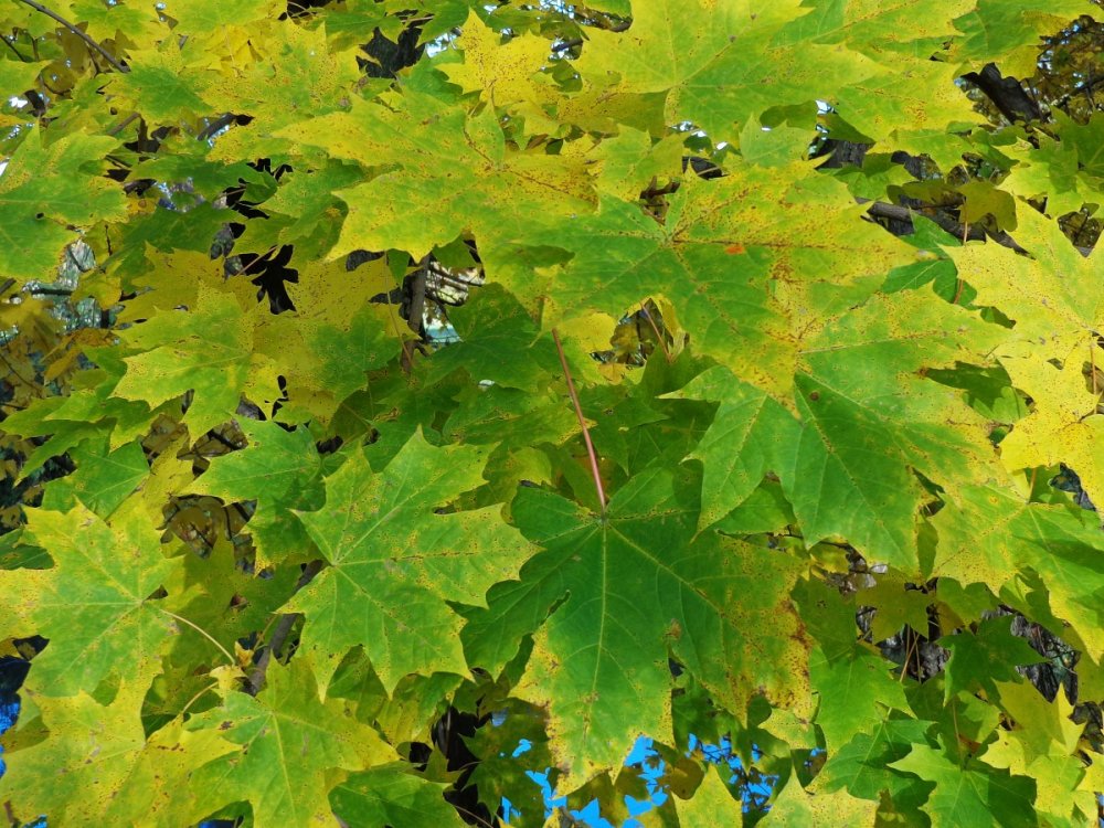Клён остролистный зеленые листья