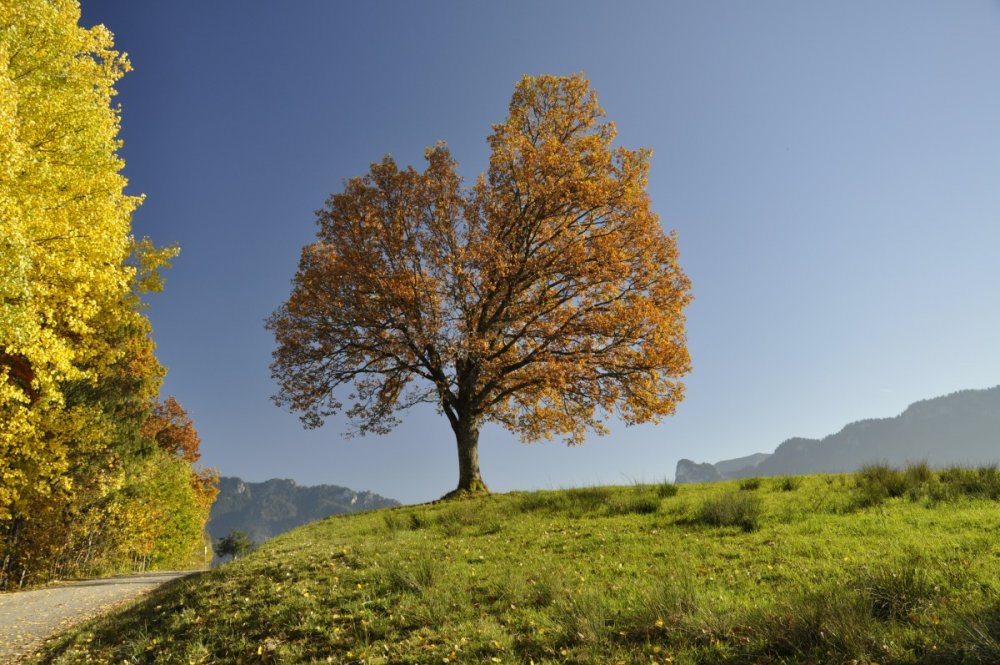Осень дерево солнце
