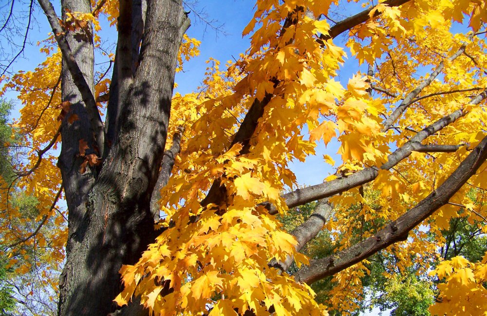 Деревья с желтыми листьями летом