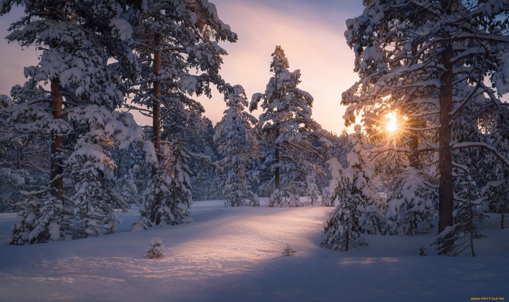 Красивый лес зимой