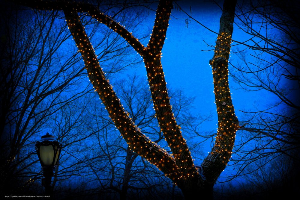 Деревья в гирляндах ночью