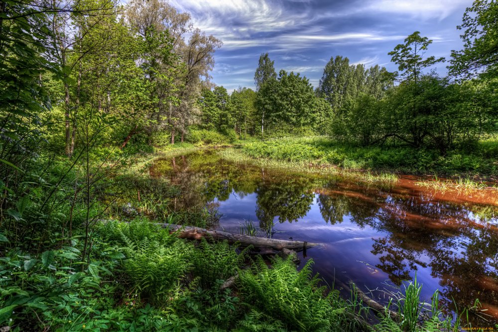 Лесные реки Ленинградской области