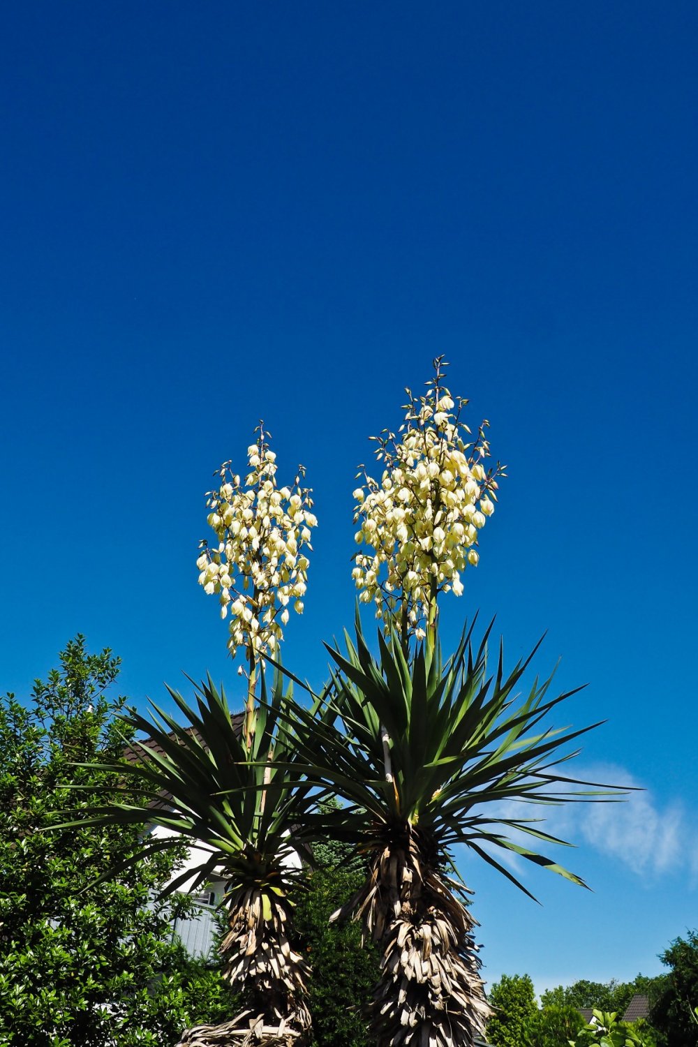 Yucca Gloriosa плоды