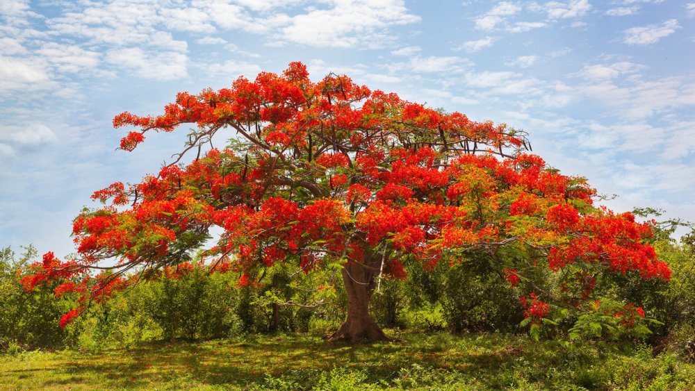 Африканское Тюльпанное дерево красный