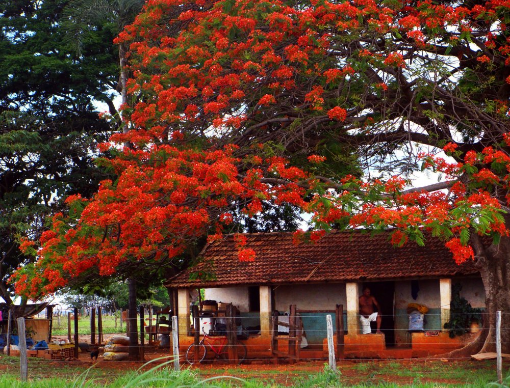 Цветущее дерево Бразилии
