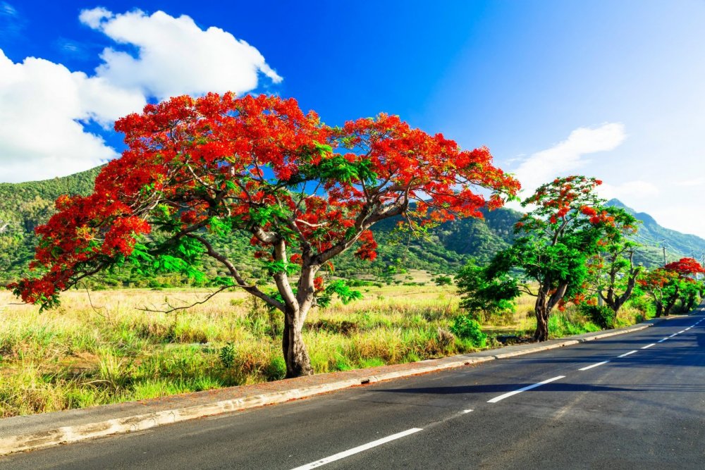 Mauritius flamboyant