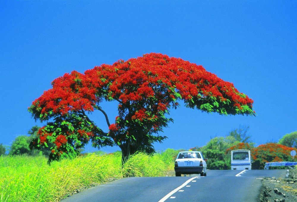 Тюльпановое дерево остров Маврикий