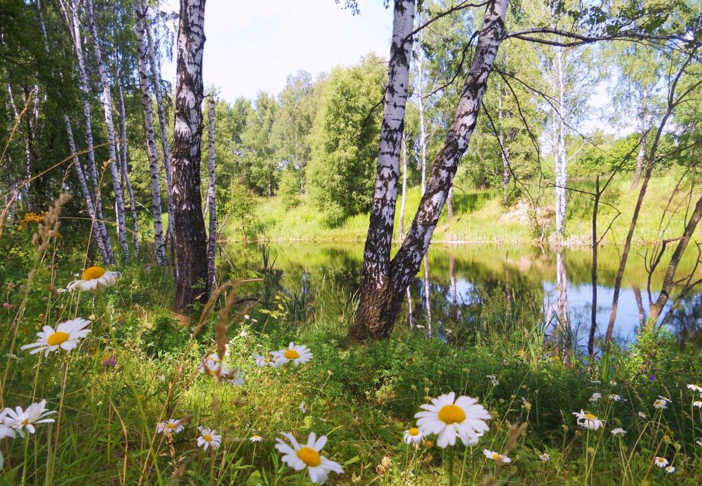 Красота русской природы летом