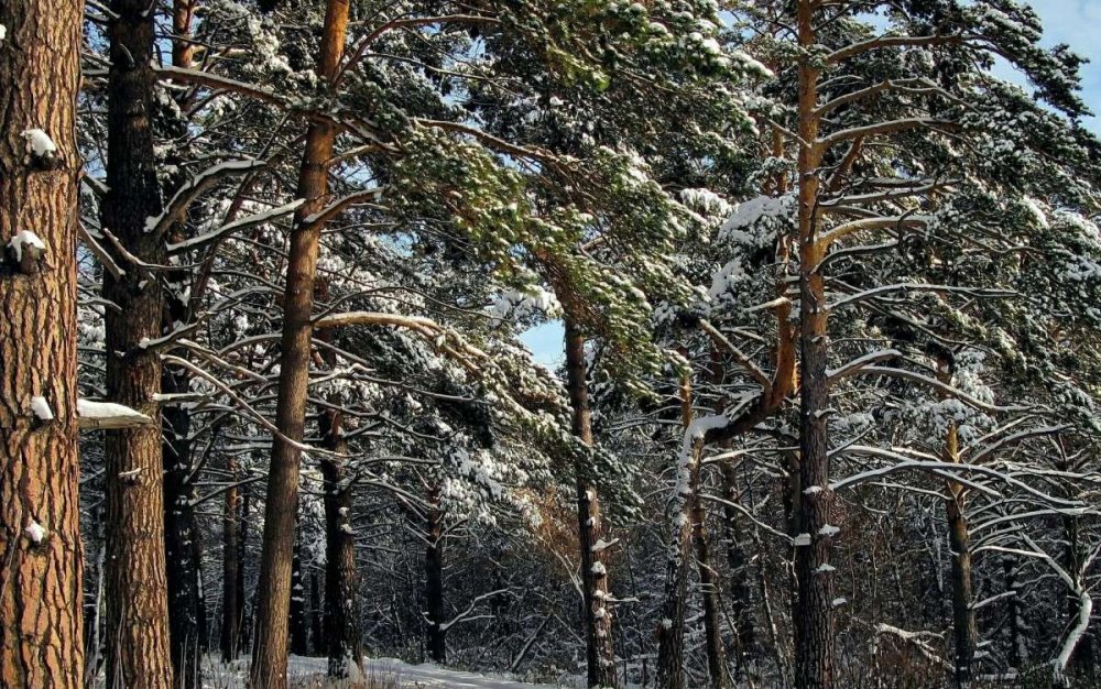 Сосновый Бор зимой лес Белоярск