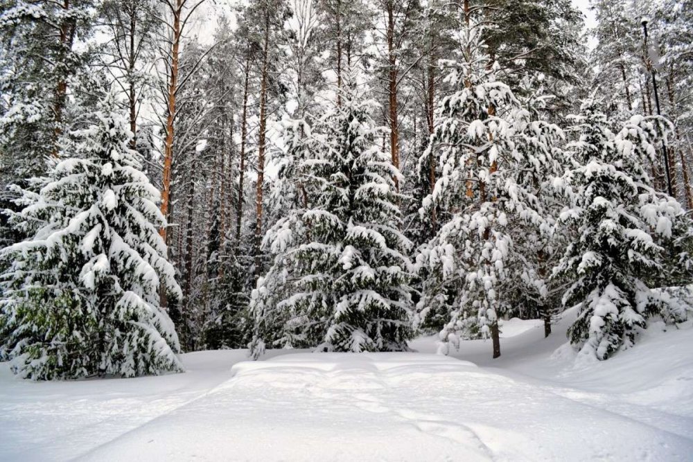 Зимний Сосновый лес