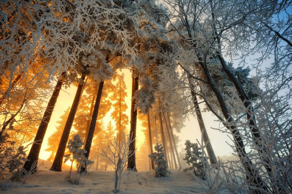 Зимний морозный лес