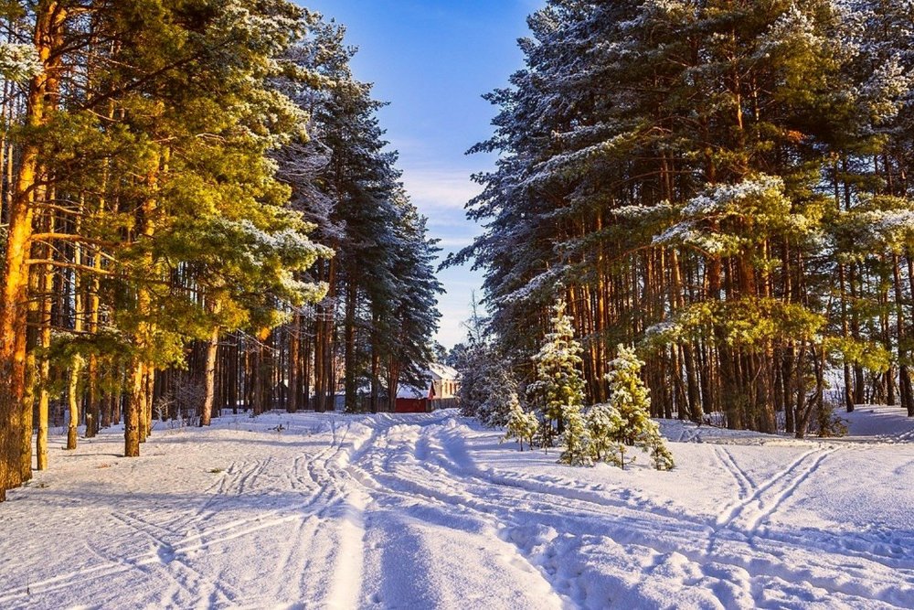 Сосновка Тамбовская область зимой