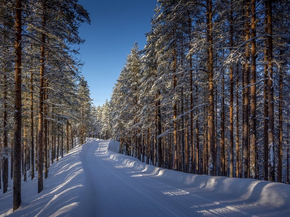 Снежный лес Томск
