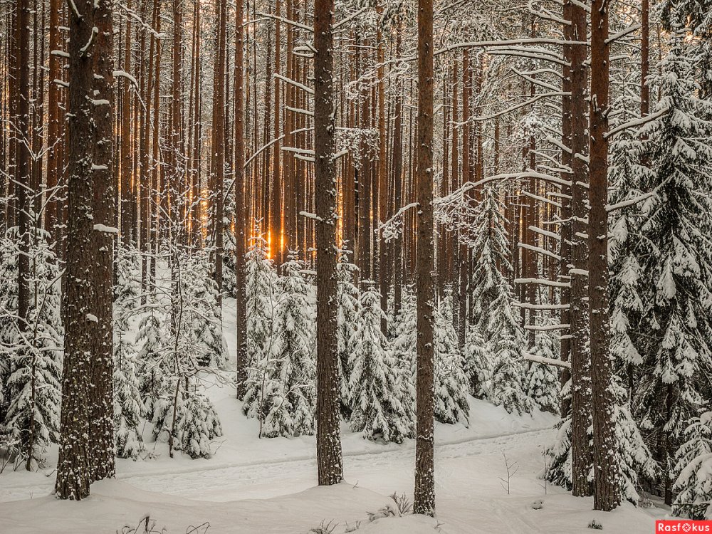 Сосновый лес Бор зимой в Антоново Овсеенко