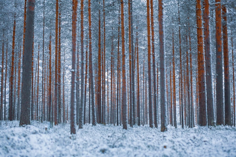 Стволы сосен в лесу зимой