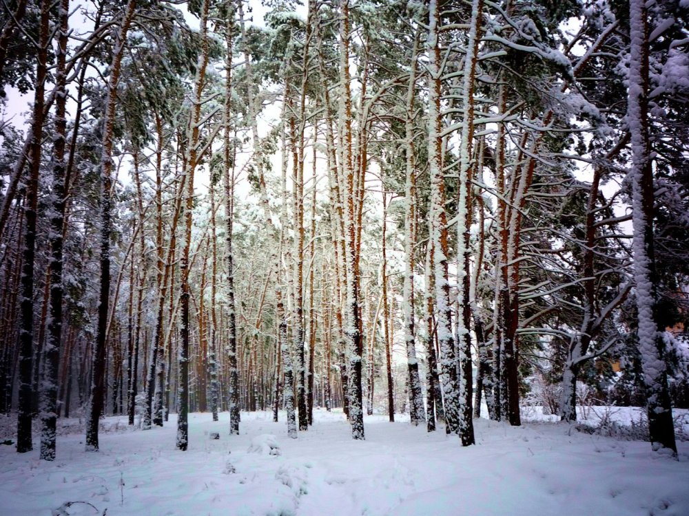 Зима в Пензе в лесу