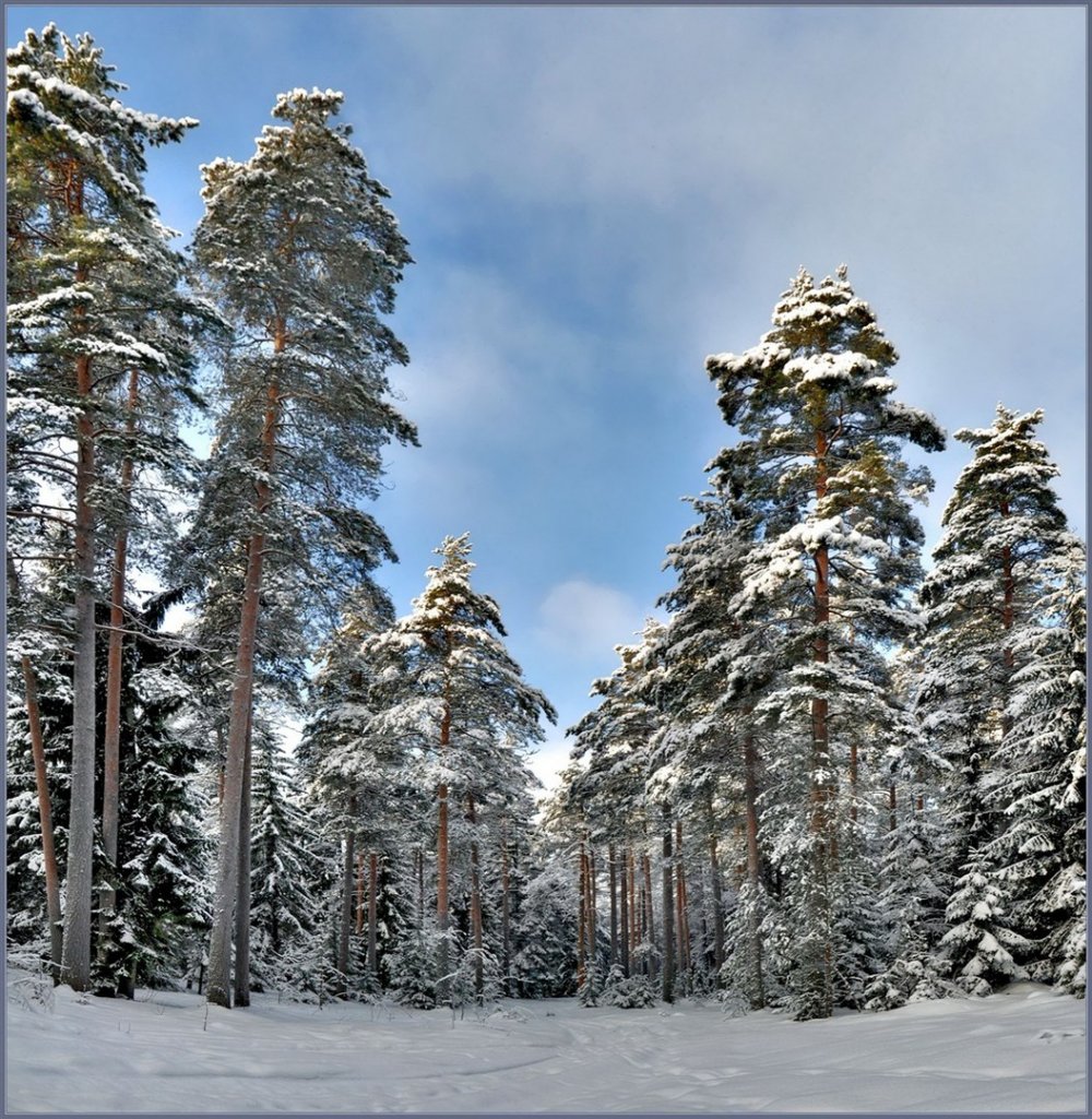 Лес Сосновый Бор зимой