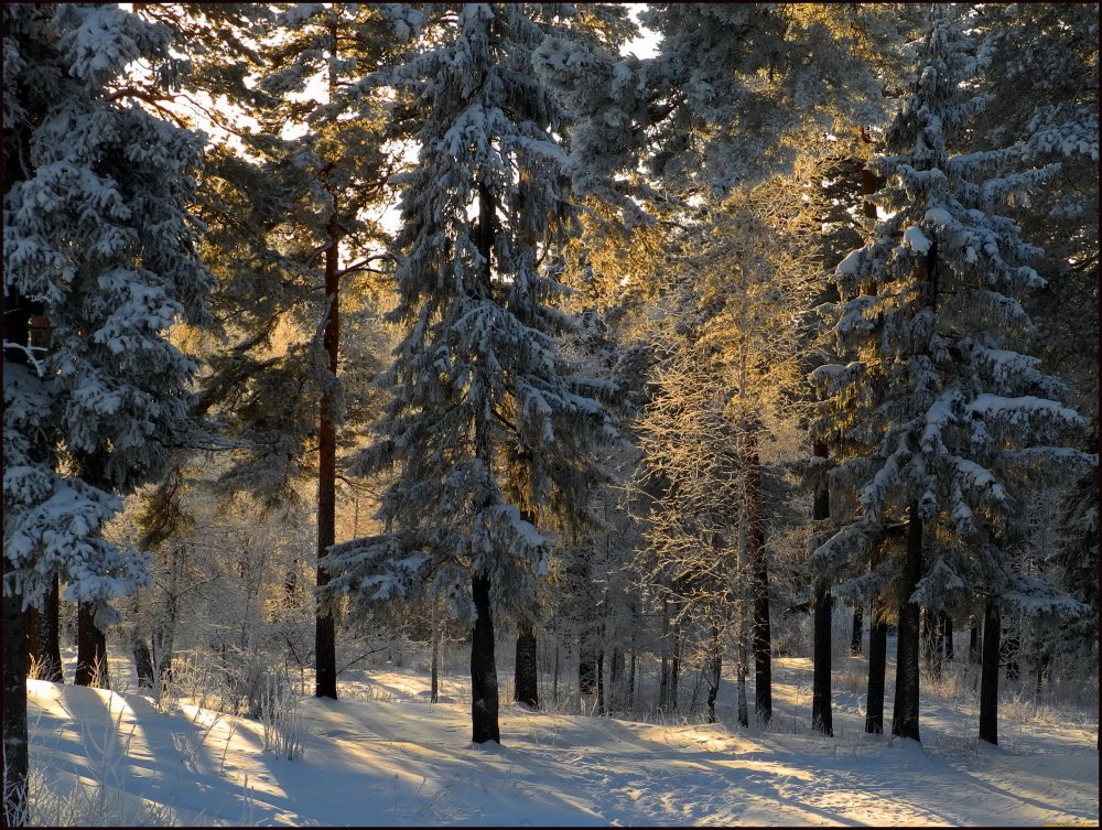 Лес зимой на рабочий стол