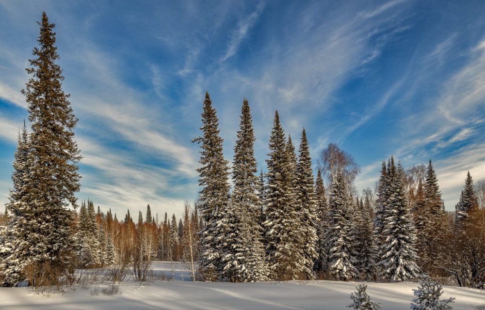 Зима натуральная лес