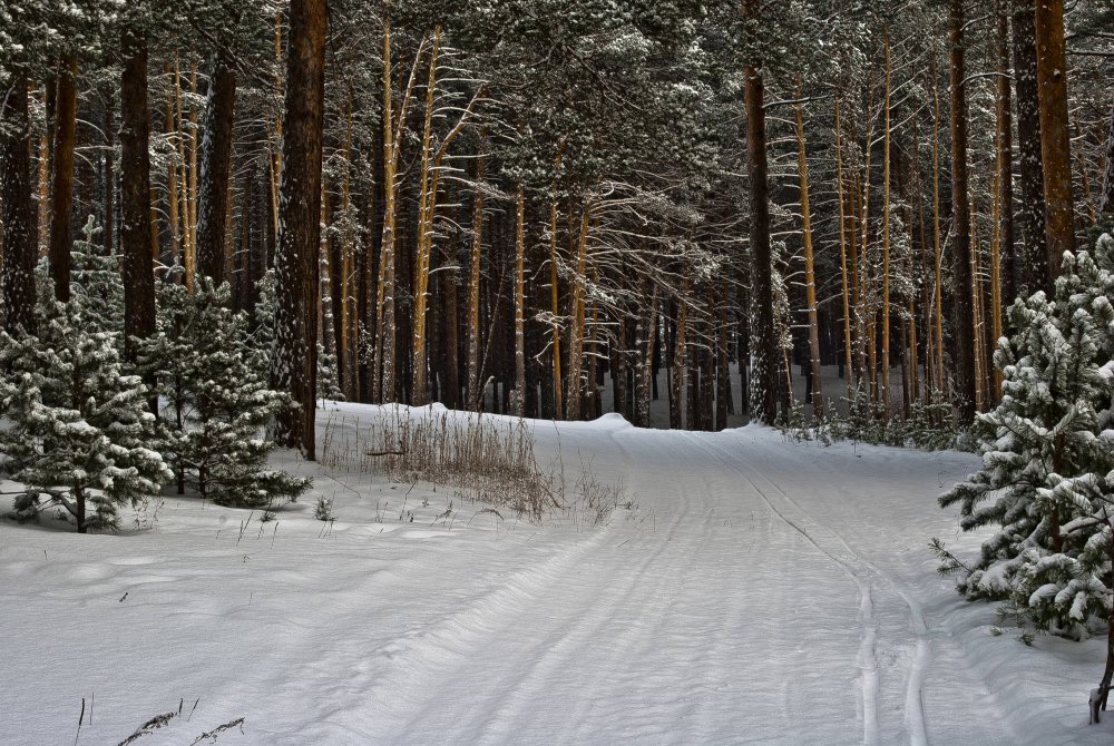 Прогулка по лесу зимой
