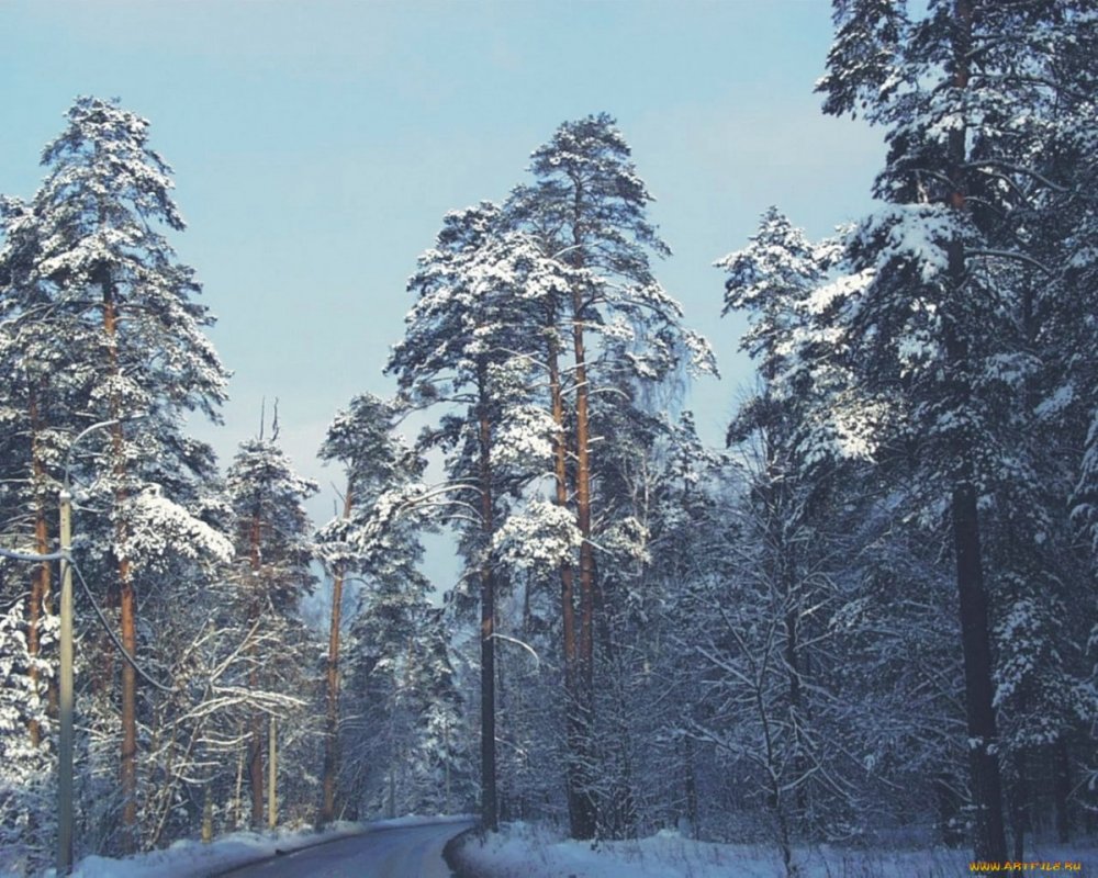Сосновый Бор зимой фото природы
