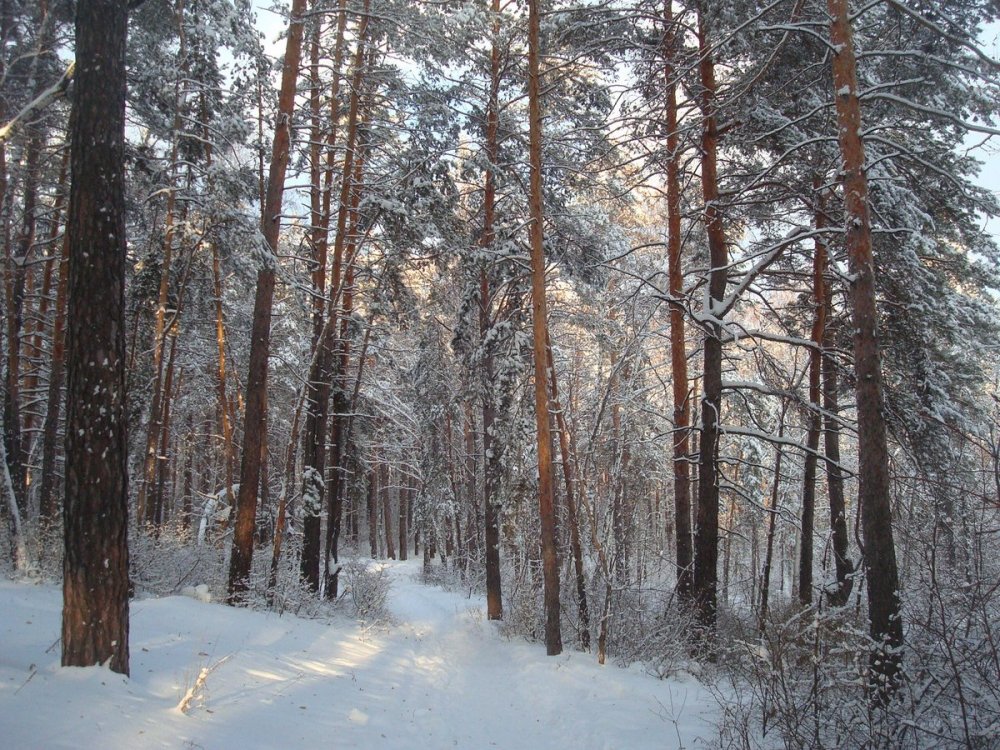 Сосновый лес Тольятти