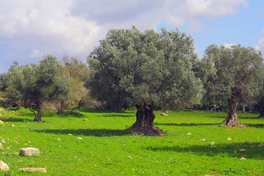 Горчичное дерево в Израиле