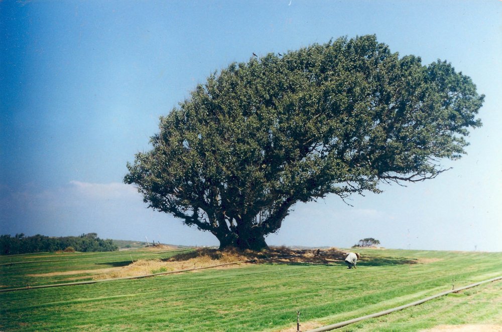 Горчичное дерево