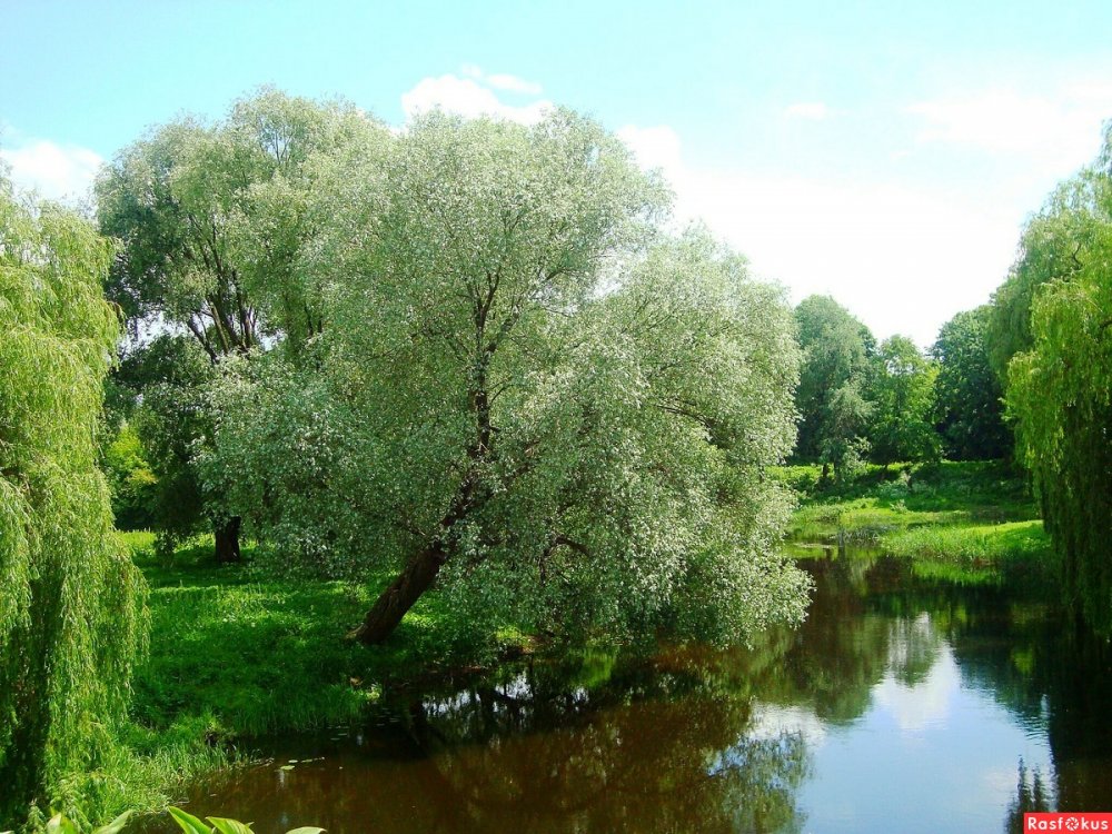 Ива белая (ветла) – Salix Alba