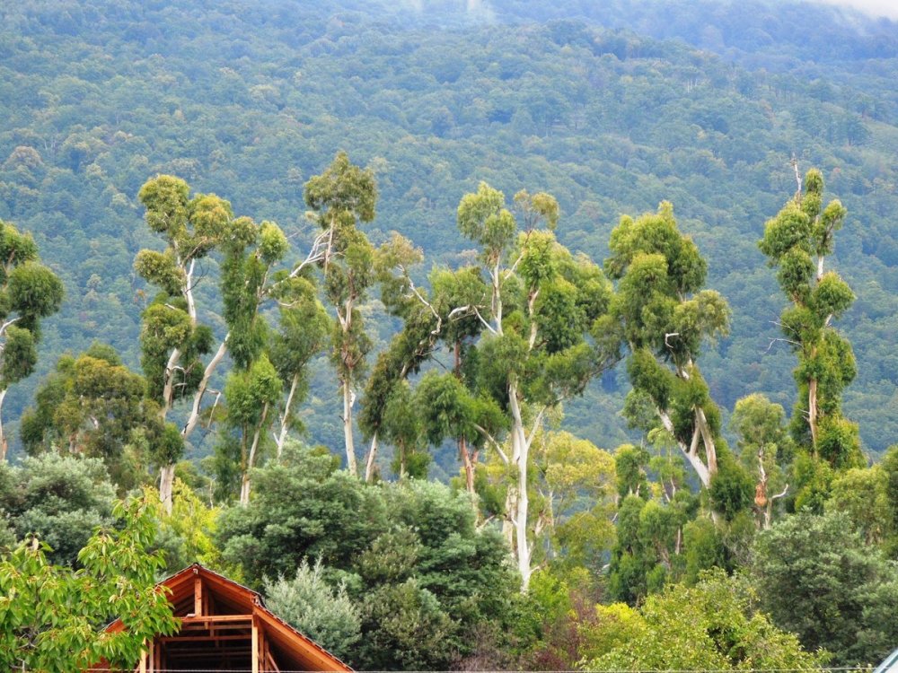 Самшитовое дерево в Абхазии