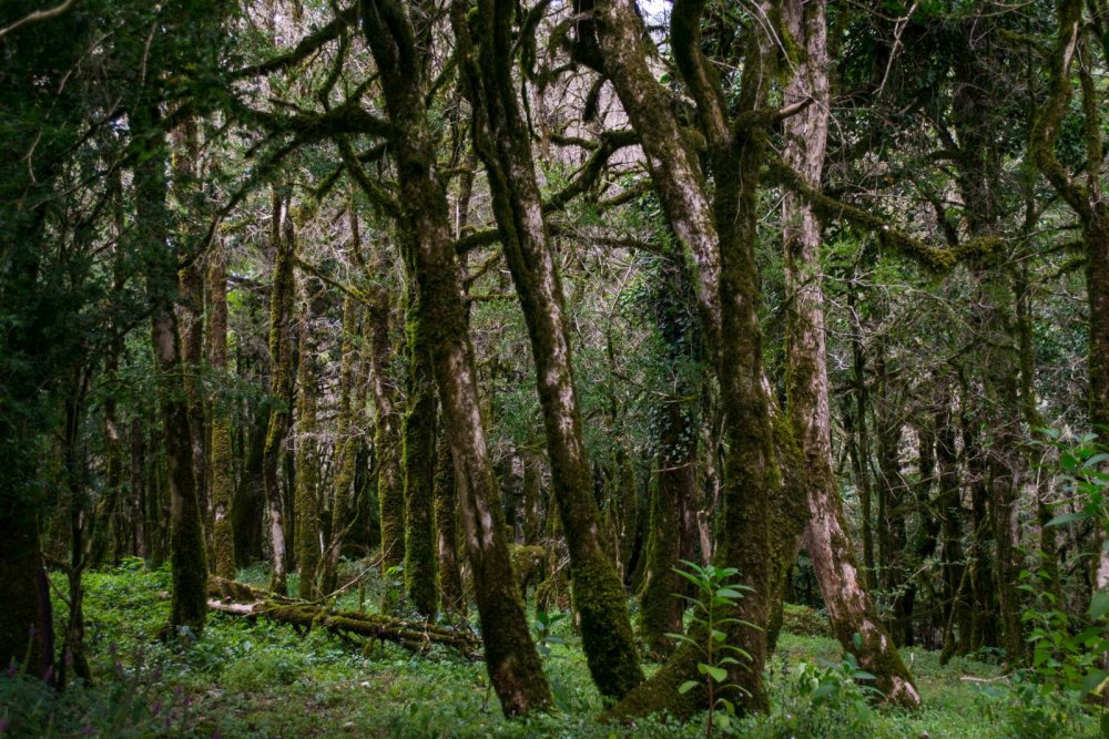 Сказочный самшитовый лес. Абхазия.