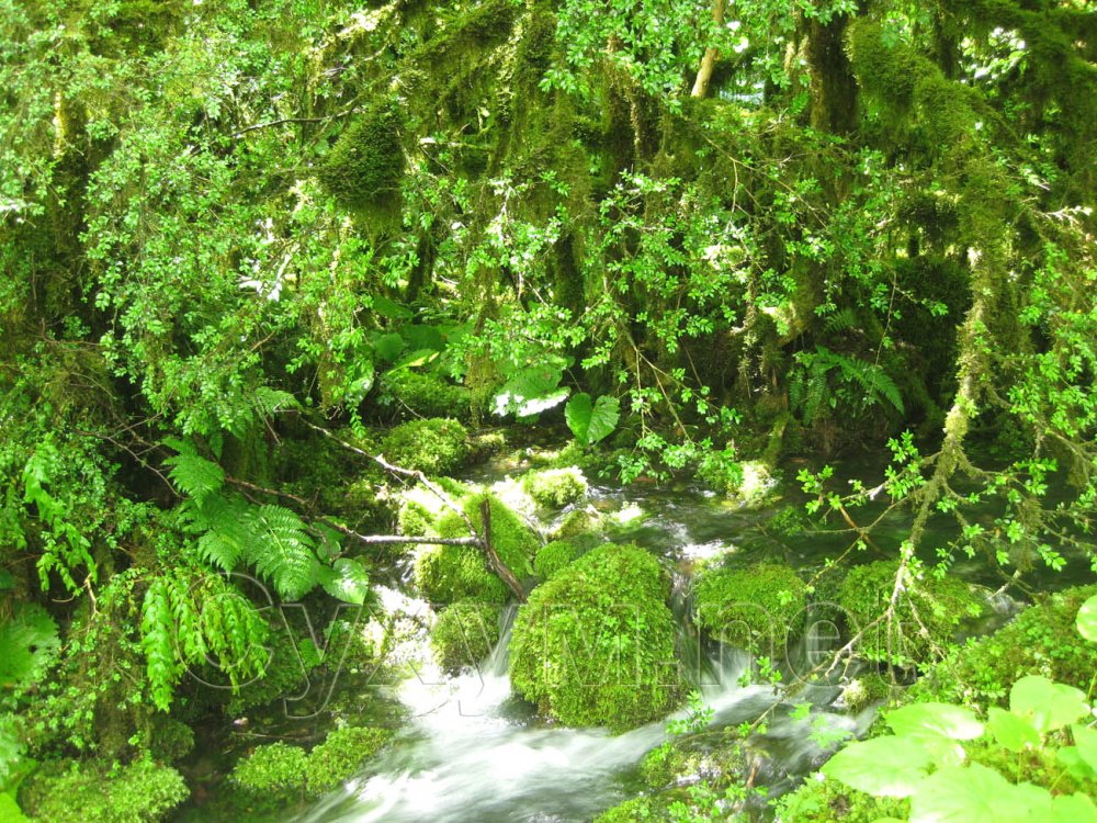 Самшитовый лес Абхазия