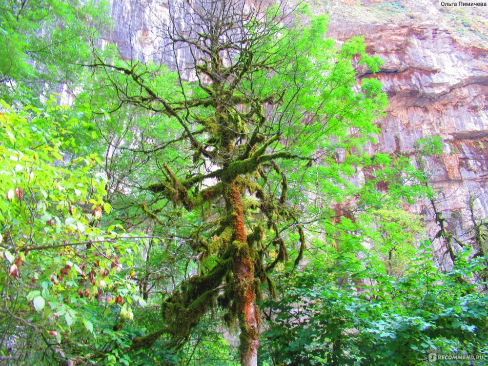 Реликтовый лес Джозани
